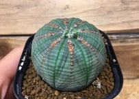 ユーフォルビア クラビゲラ 現地球 | NATPARK-STORE