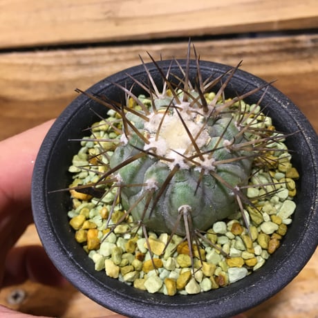 STORES サボテンの検索結果