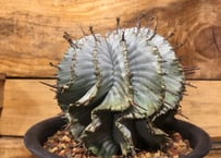 ユーフォルビア ムランジーナ 現地球 | NATPARK-STORE