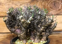 セロペギア　フスカ　GRAVITY カナリア諸島産】Ceropegia fusca セロペギア フスカ