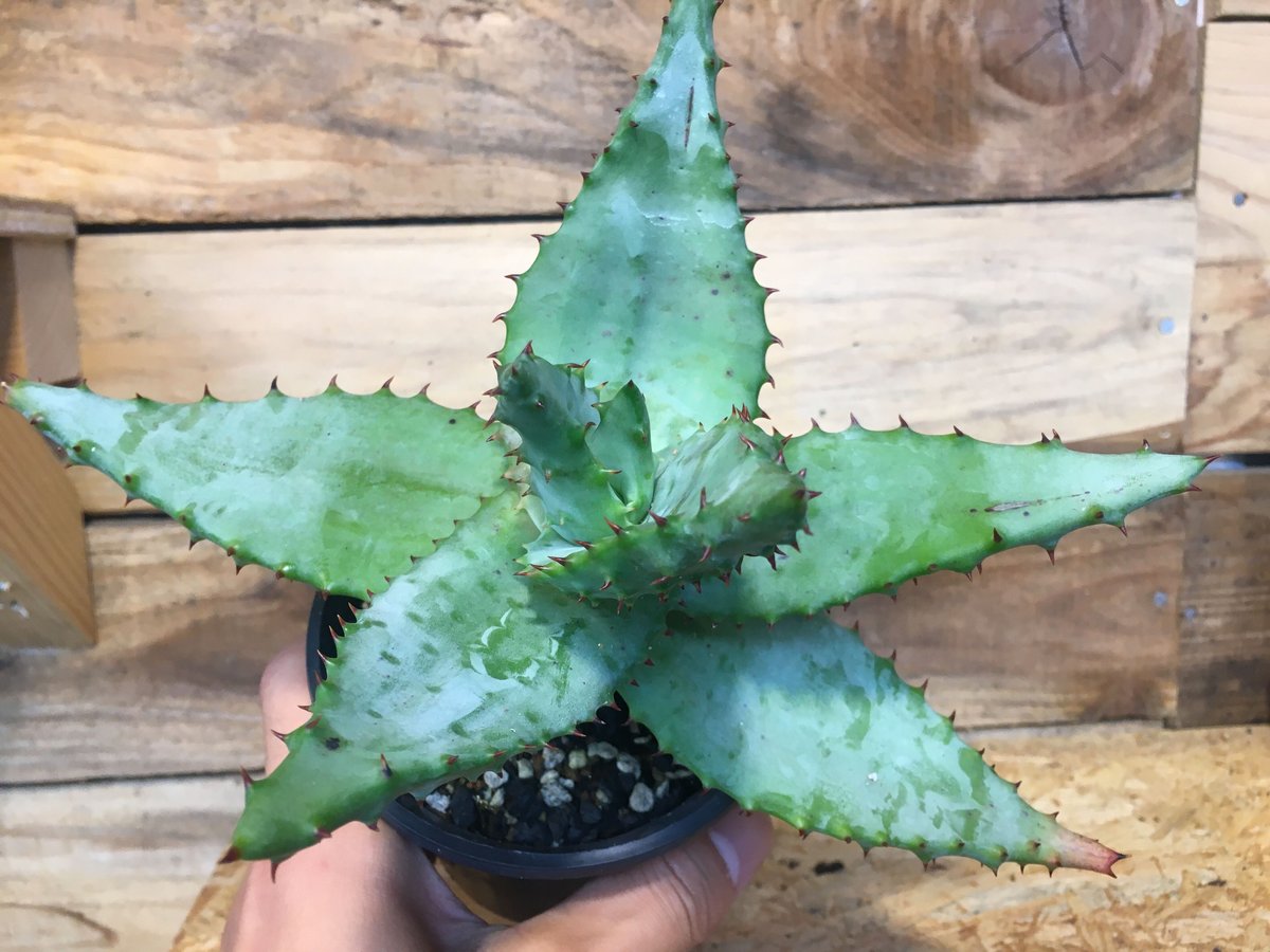 【極美株】アロエ　鬼切丸　マルロシー　幹立ち　古株　パキポディウム　パキプス 極美株】アロエ 鬼切丸 マルロシー 幹立ち 古株 パキポディウム