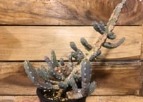 ユーフォルビア ホリダ 錦 | NATPARK-STORE