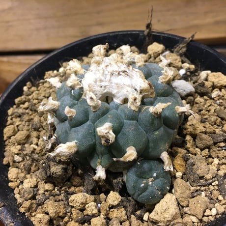 ロフォフォラ烏羽玉 | STORES