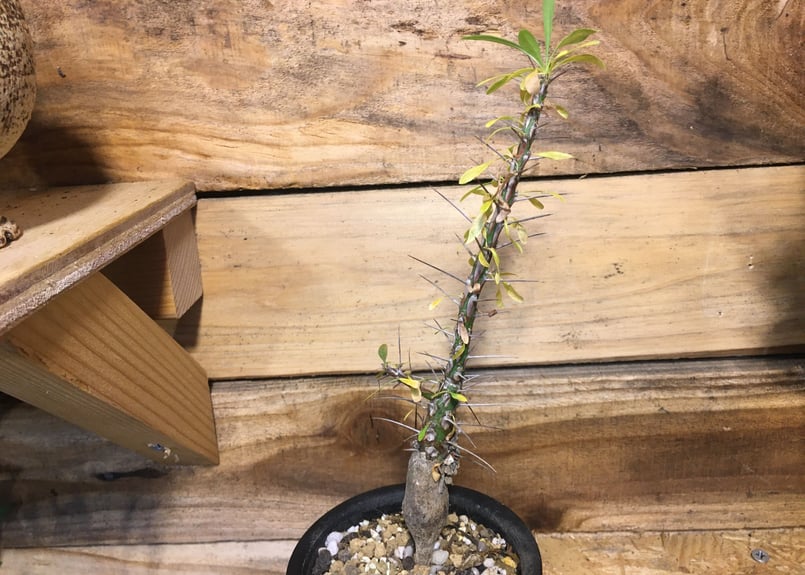 フォークイエリア プルプシー 実生 | NATPARK-STORE 