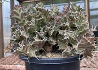 ユーフォルビア　クラビゲラ　現地球　大株 ユーフォルビア クラビゲラ 