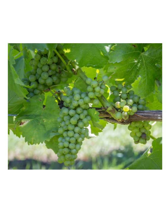 井上芳雄デビュー25周年記念ラベル（スペシャルポストカード付き