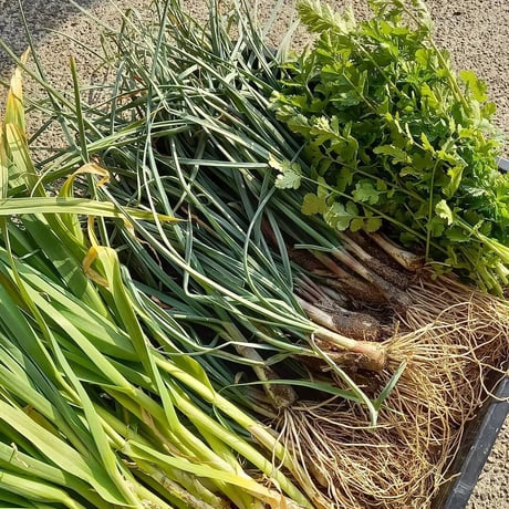 自然の恵みボックス Ｌ（季節の野菜おまかせセット）