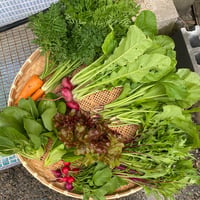 自然の恵みボックス Ｍ（季節の野菜おまかせセット）