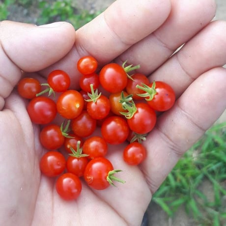 自然の恵みボックス Ｌ（季節の野菜おまかせセット）