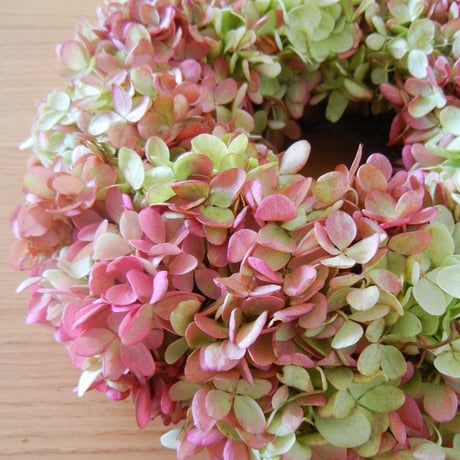 秋色紫陽花 | STORES