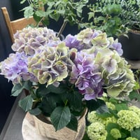 Mother’s Day 2026  May 10 —  紫陽花「旭の舞姫」B