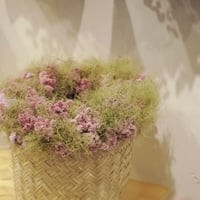 スモークツリーとスターチスのリース