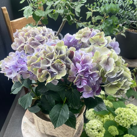 Mother’s Day 2026  May 10 —  紫陽花「旭の舞姫」A
