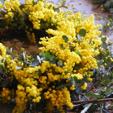 ミモザとクリスマスローズのオーバルリース約27センチ