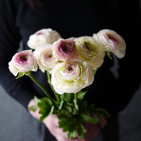 All flowers⭐️新品レア6枚set⭐️ラベンダー　旧ミモザ　シロツメクサ ミモザとラベンダーのブーケ | the dryflower