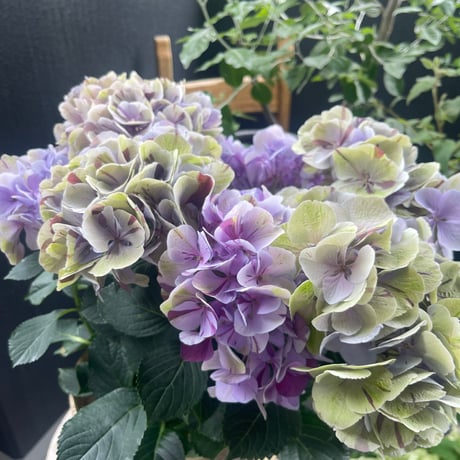 Mother’s Day 2026  May 10 —  紫陽花「旭の舞姫」A