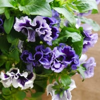 momoのお便り【切り花パンジーの小さなブーケ】