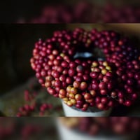 2025 サンキライの実リース