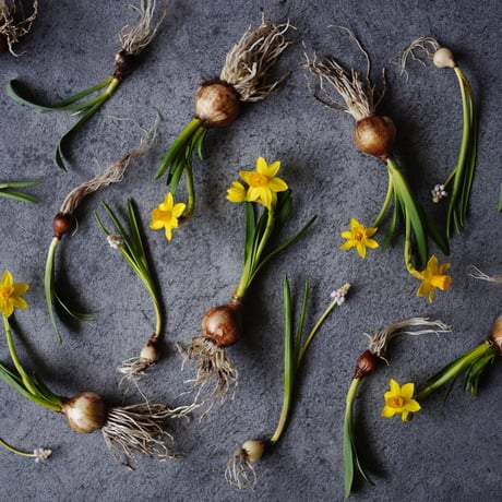 ヒヤシンス | STORES