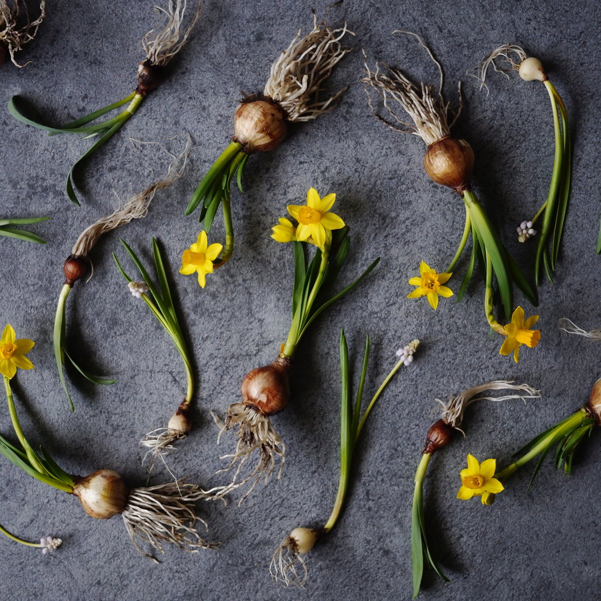 momoのお便り【根付き球根花】 | oder-made flower label momo