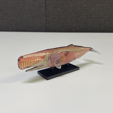 恐竜_マッコウクジラ_図鑑画家加藤愛一様作品