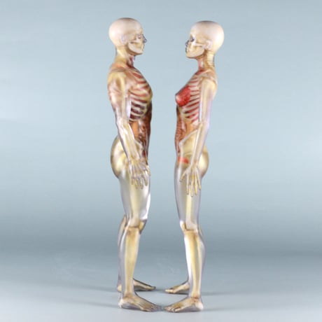 【7" 】立ちポーズ　骨格と器官人体模型　17.8 cm