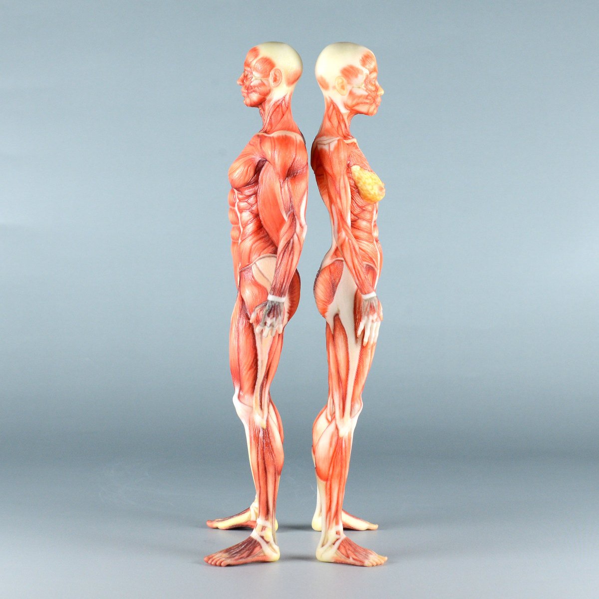 A102 人体模型 筋肉構造　170cmモデル　未使用 Amazon.co.jp: 男性と女性 人体モデル 人体模型 1セット 11