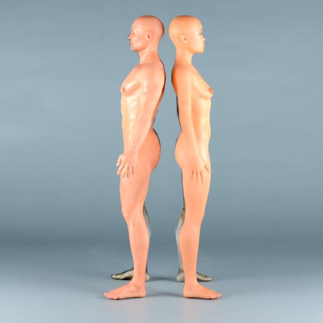 【12" 】立ちポーズ　裸体＆骨格と器官　ハーフ人体模型　30.5 cm