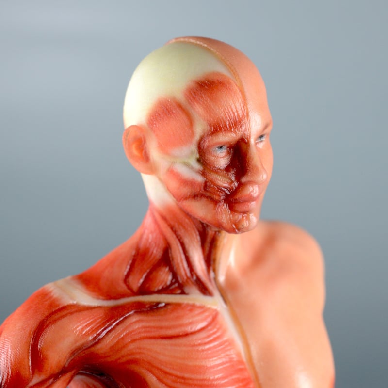 足　筋肉　模型 9分解　人体模型 足 筋肉 模型 9分解 人体模型