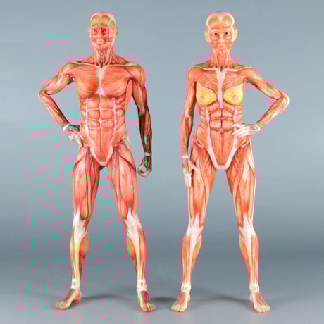 人体模型 A18/6 約100cm 筋肉色分け 最も 割引 人体模型 A18/6 約100cm 筋肉色分け - 人体模型 人体