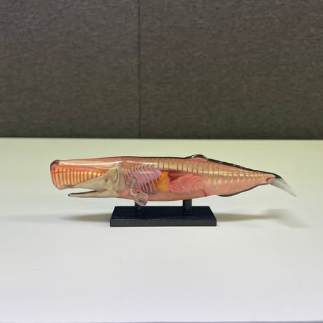 恐竜_マッコウクジラ_図鑑画家加藤愛一様作品