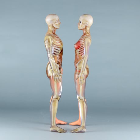 【12" 】立ちポーズ　裸体＆骨格と器官　ハーフ人体模型　30.5 cm