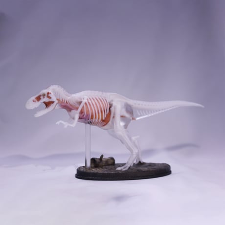 恐竜_ティラノサウルス透明模型_図鑑画家加藤愛一様作品