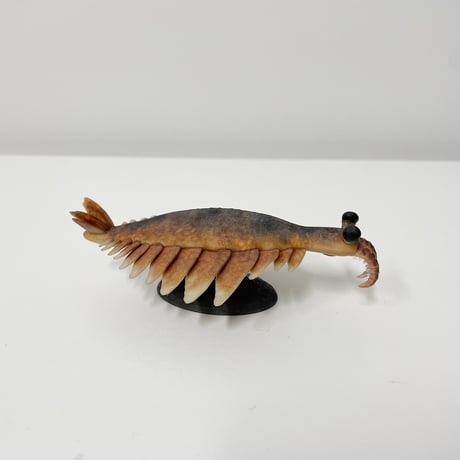 恐竜_アノマノカリス_図鑑画家加藤愛一様作品