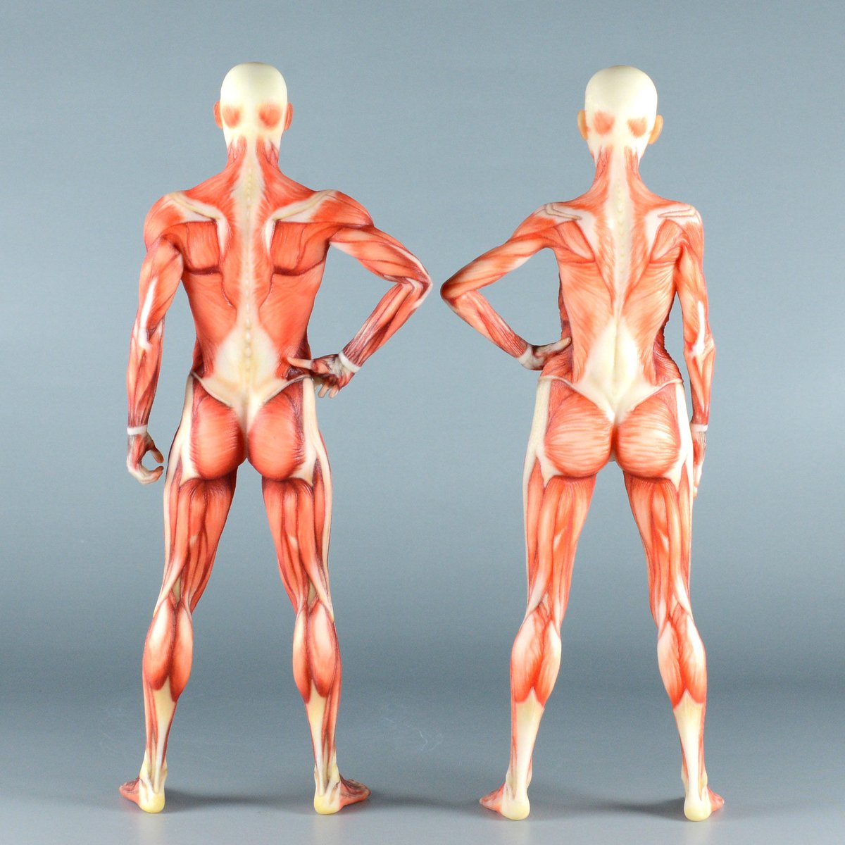 男性と女性 人体モデル 人体模型 1セット 約30cm 人体筋肉模型 樹脂 人体