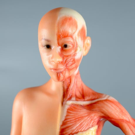【5" 】立ちポーズ　裸体＆筋肉　ハーフ人体模型　12.7cm