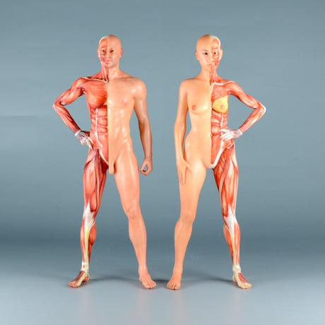 【5" 】立ちポーズ　裸体＆筋肉　ハーフ人体模型　12.7cm