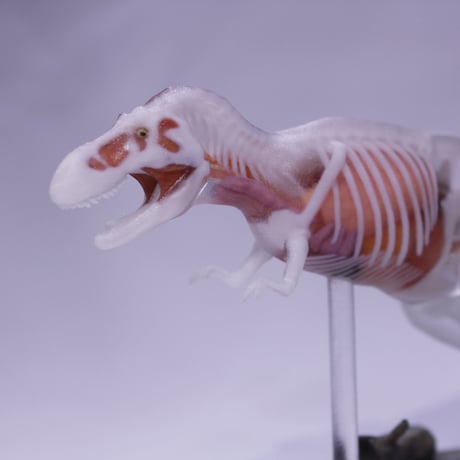 恐竜_ティラノサウルス透明模型_図鑑画家加藤愛一様作品