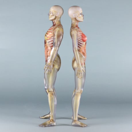 【12" 】立ちポーズ　骨格と器官人体模型　30.5 cm