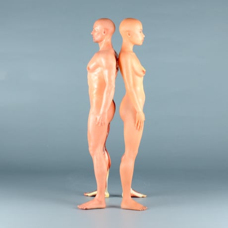 【12" 】立ちポーズ　裸体＆筋肉　ハーフ人体模型   30.5 cm