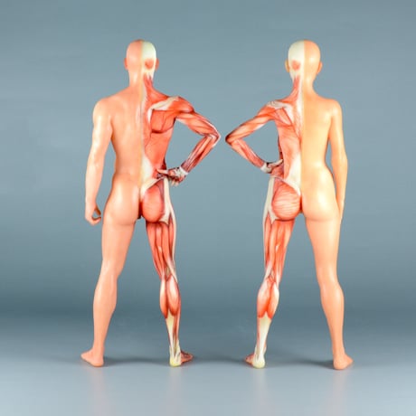 【12" 】立ちポーズ　裸体＆筋肉　ハーフ人体模型   30.5 cm