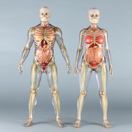 【7" 】立ちポーズ　骨格と器官人体模型　17.8 cm