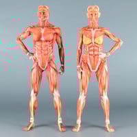 足　筋肉　模型 9分解　人体模型 足 筋肉 模型 9分解 人体模型 Amazon.co.jp: Axis Scientific