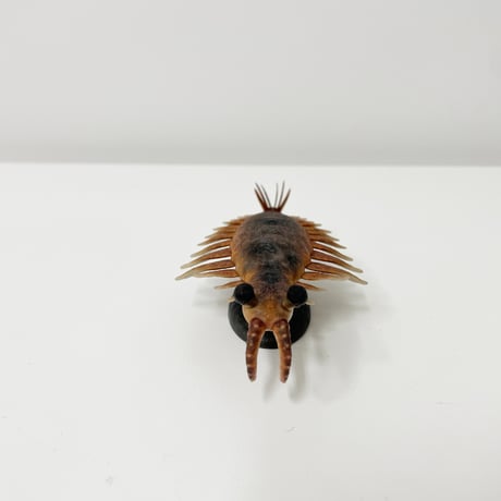 恐竜_アノマノカリス_図鑑画家加藤愛一様作品