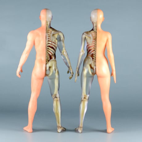 【3" 】立ちポーズ　裸体＆骨格と器官　ハーフ人体模型　7.6 cm