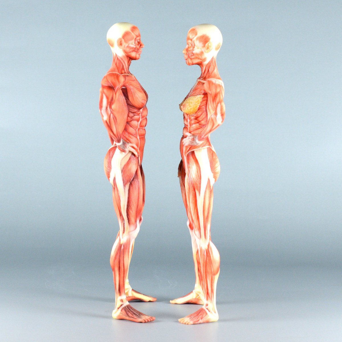 A102 人体模型 筋肉構造　170cmモデル　未使用 A102 人体模型 筋肉構造 170cmモデル 未使用 A102 人体模型 筋肉構造