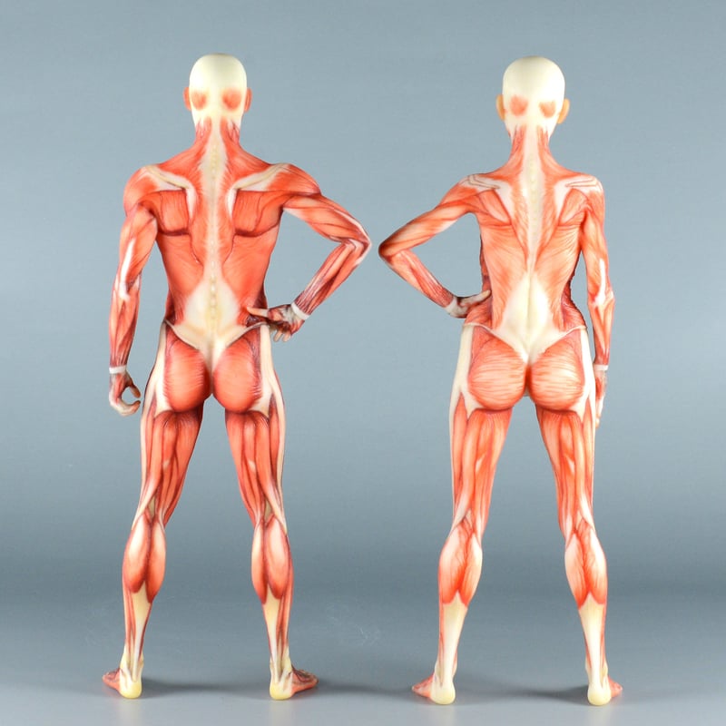 人体模型 約180cm 詳細な筋肉構造 人体模型 約180cm 詳細な筋肉構造