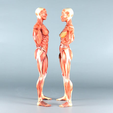 【12" 】立ちポーズ　筋肉学人体模型　30.5 cm