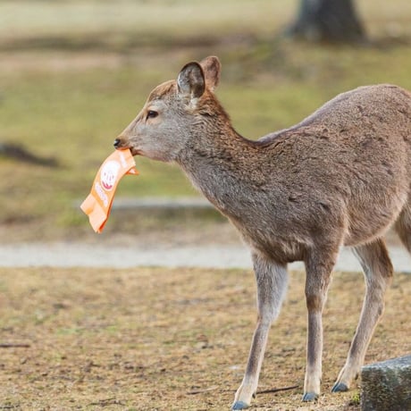 奈良公園の鹿を「殺す」のは、誰か