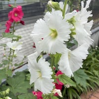 Iさま